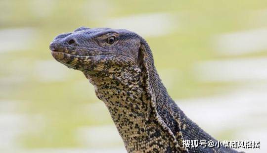 原创现存最大的蜥蜴被称为神话的科莫多巨蜥真正实力如何