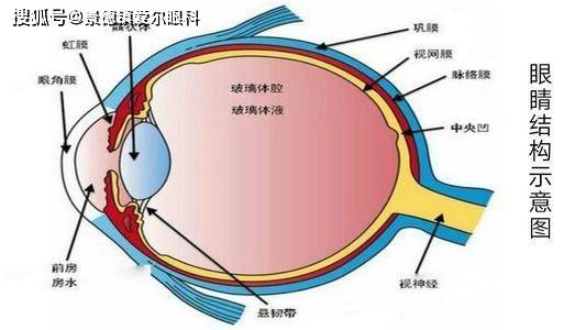 激光类近视手术到底是在眼球哪部分动工?