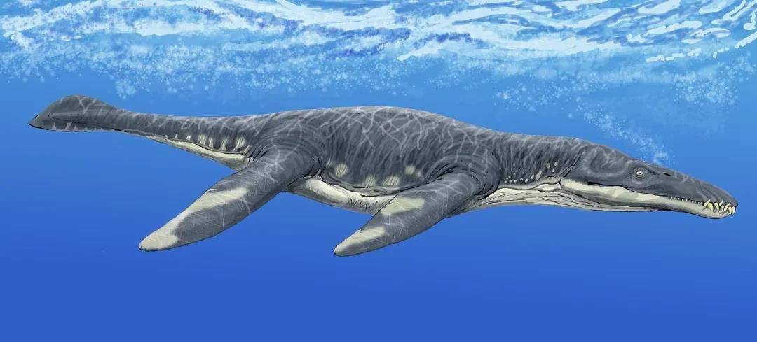 原创侏罗纪海洋中的霸主-滑齿龙