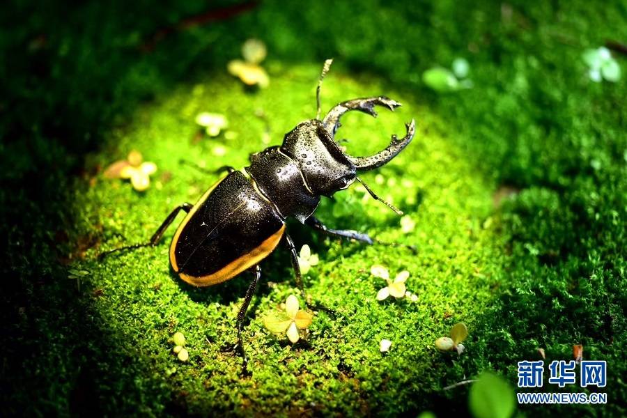 黄边鬼艳锹(甲虫(6月6日摄(杨景康 摄)