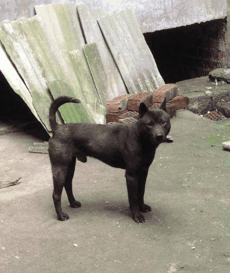 中国境内仅存的原生猛犬, 曾是中国第一犬, 比藏獒还高贵
