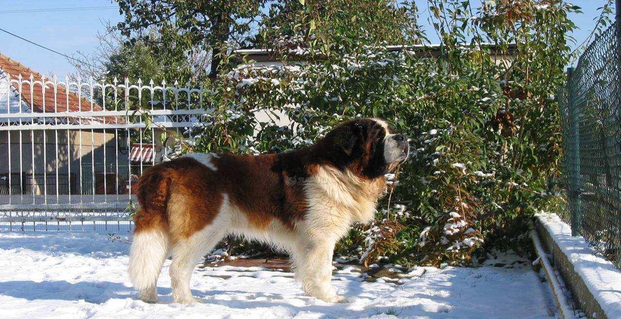 圣伯纳犬(saintbernard,又名(圣伯纳德犬)原产瑞士,被称为瑞士的国宝