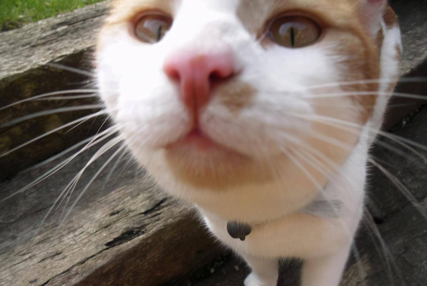 萌宠猫咪自拍黑照,美图秀秀都救不回来