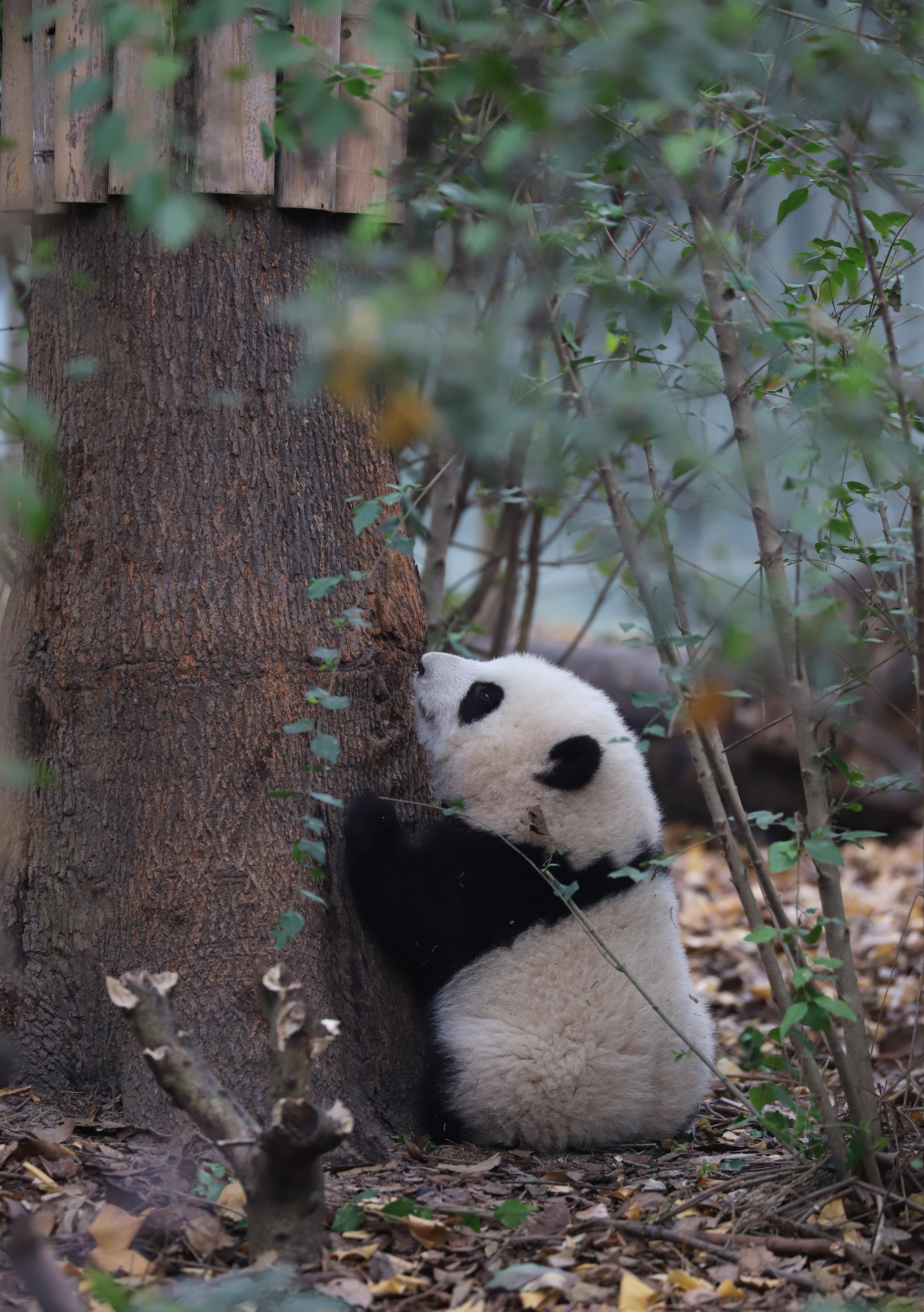 原创熊猫励志小和花和她的小伙伴们趣事分享