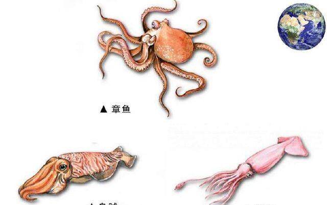 原创研究表明章鱼或不是地球生物,科学家猜测:它们很有可能来自异星