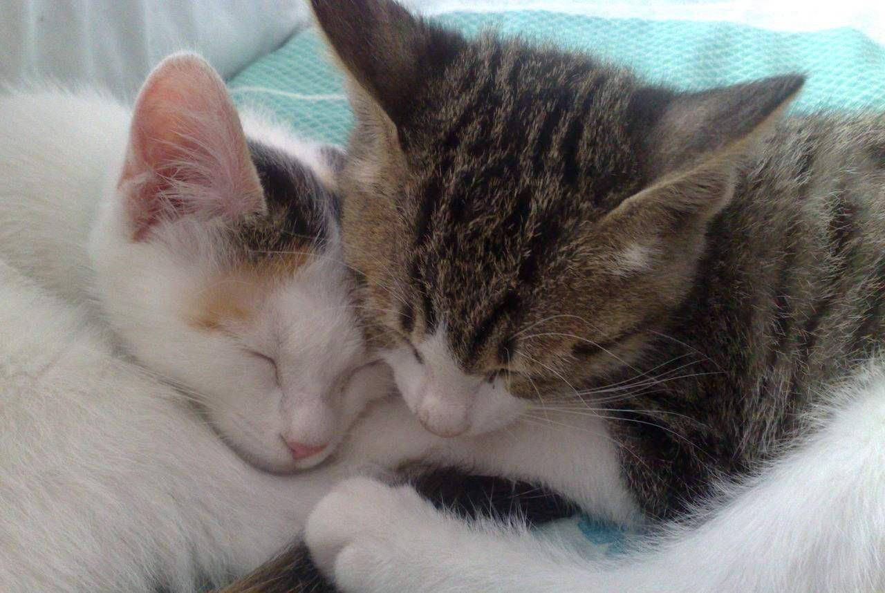 原创宠物图集:土耳其梵猫