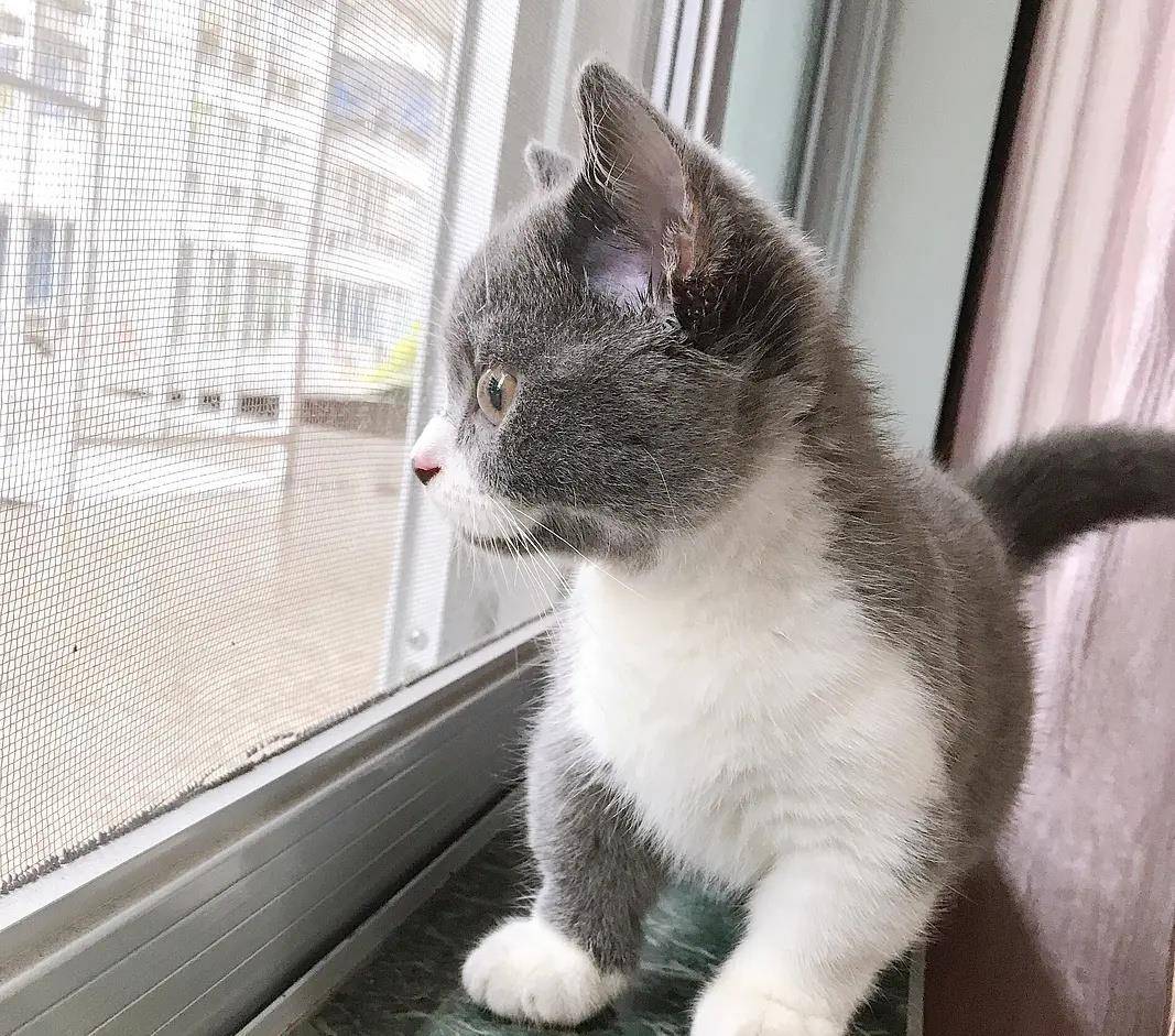 原创英短猫小时候缺乏主人教育,长大尽干坏事,主人:现在后悔也晚了!