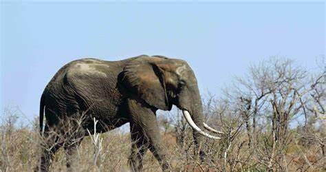 普通非洲象是目前世界陆地上最大的哺乳动物,广泛分布于非洲大陆.