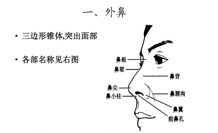 小小鼻子大功能!