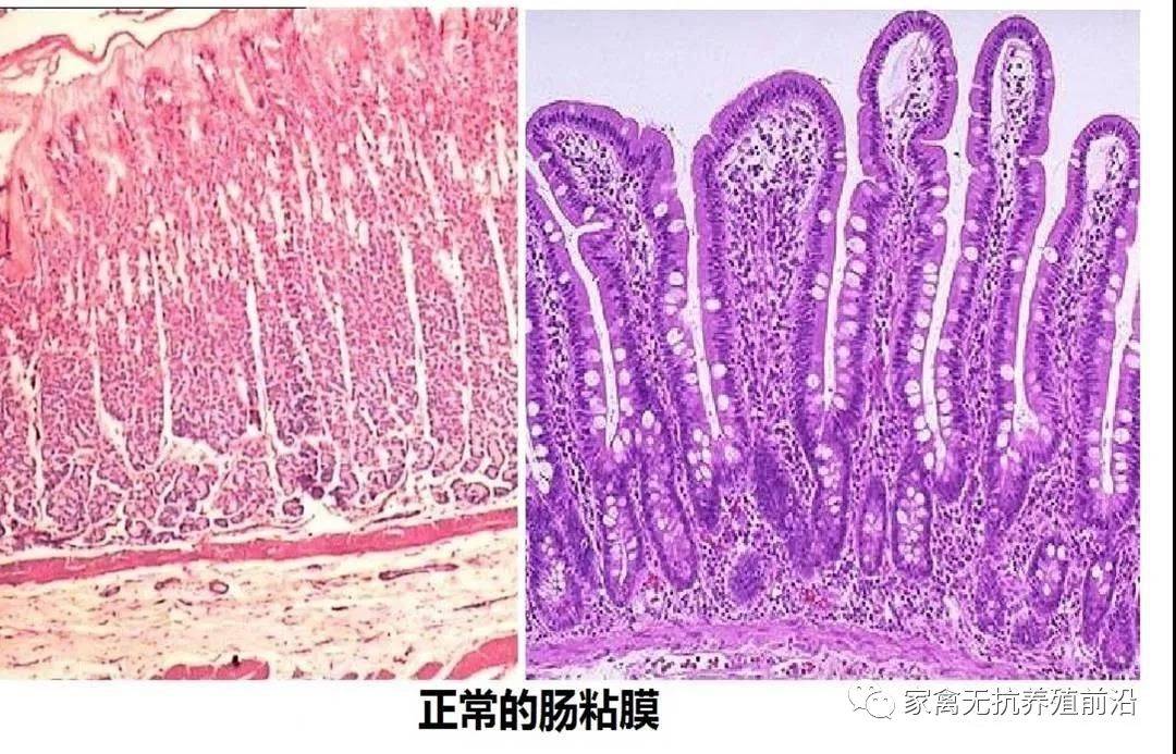 肠壁结构