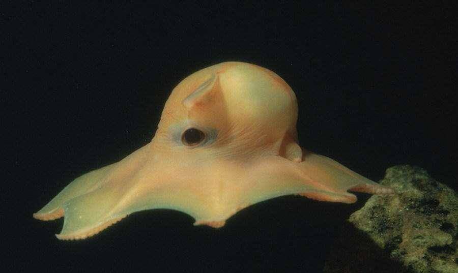 世界上最可爱的章鱼,像个小精灵,网友:太萌了,快到碗里来