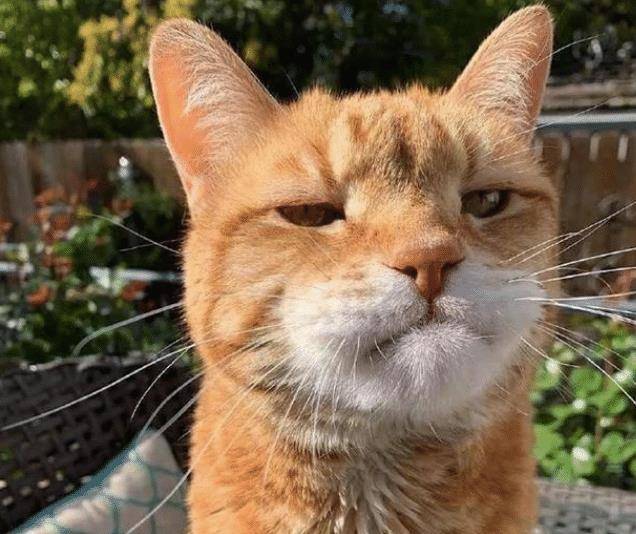 某位网友家里养了一只橘猫,很是不服管教,对于网友通常都是爱搭不理的