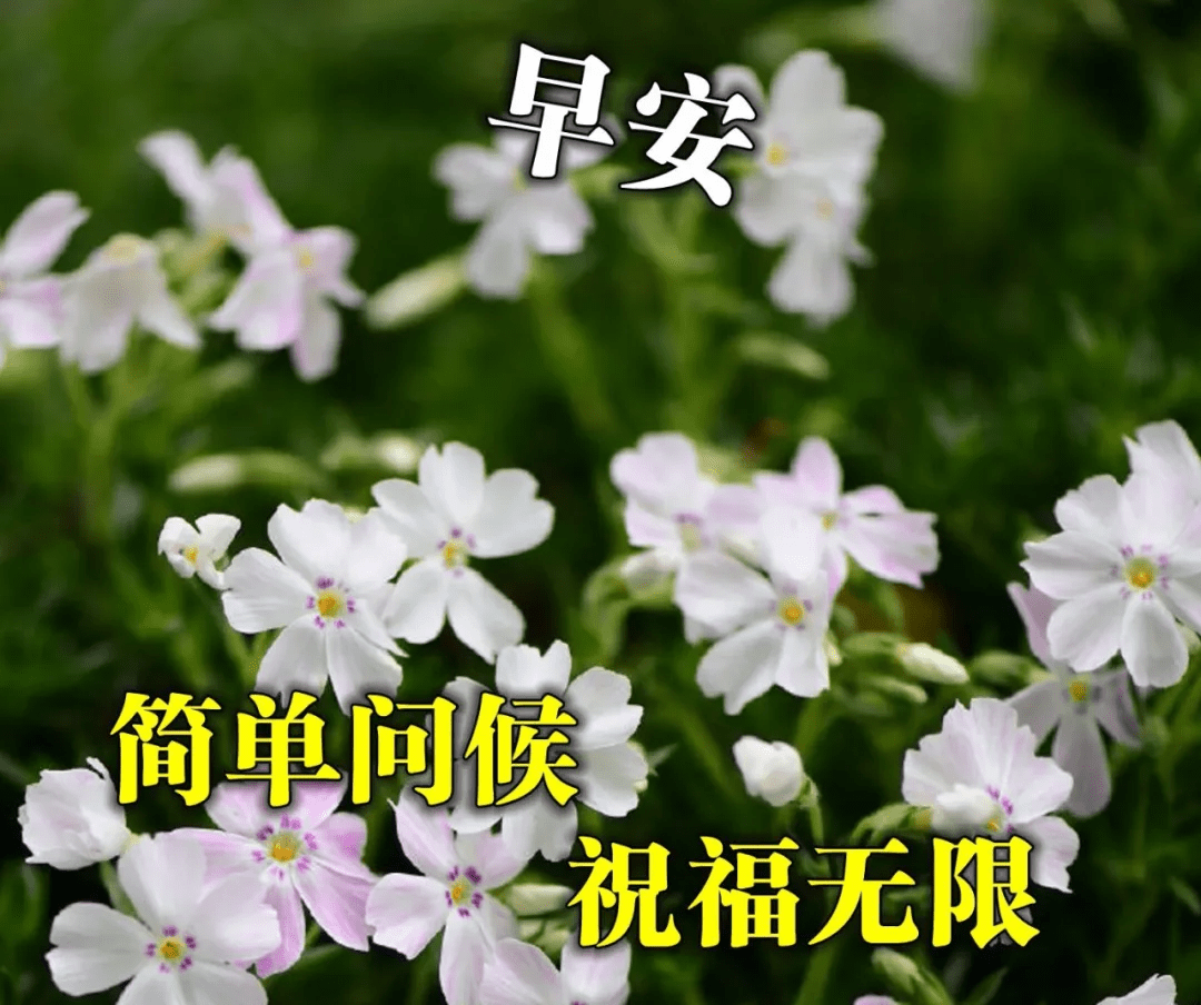 温情暖心的早安问候图片 早上好祝福图片大全