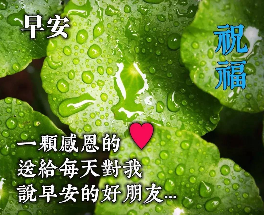 早晨好最新出的问候早安图片配文字,唯美早安问候祝福