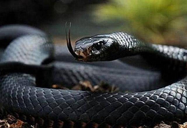原创世界上最毒的四种蛇,能秒杀人类毒性极强,眼镜蛇简直就是渣渣