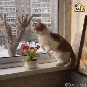 猫叔会每天分享养猫知识,和一些关于猫咪有趣的故事,回答您养猫时所