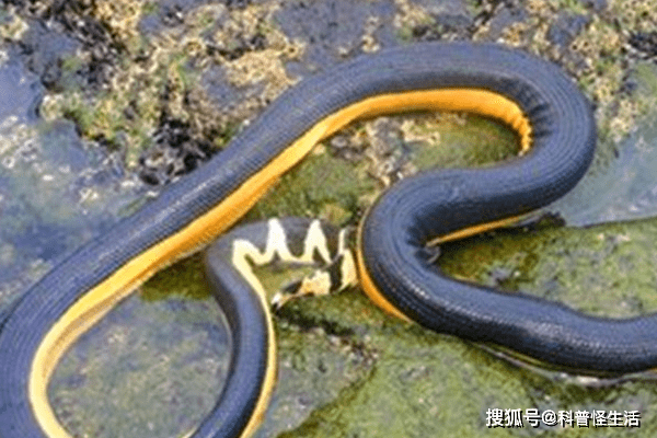 我国最常见的海蛇,毒性是否有想象中强大?和银环蛇比起来如何?