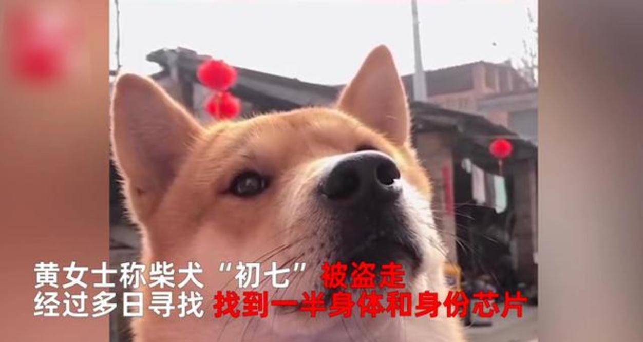 原创广东珠海:柴犬当街被偷,主人找到时已成狗肉,警方介入调查