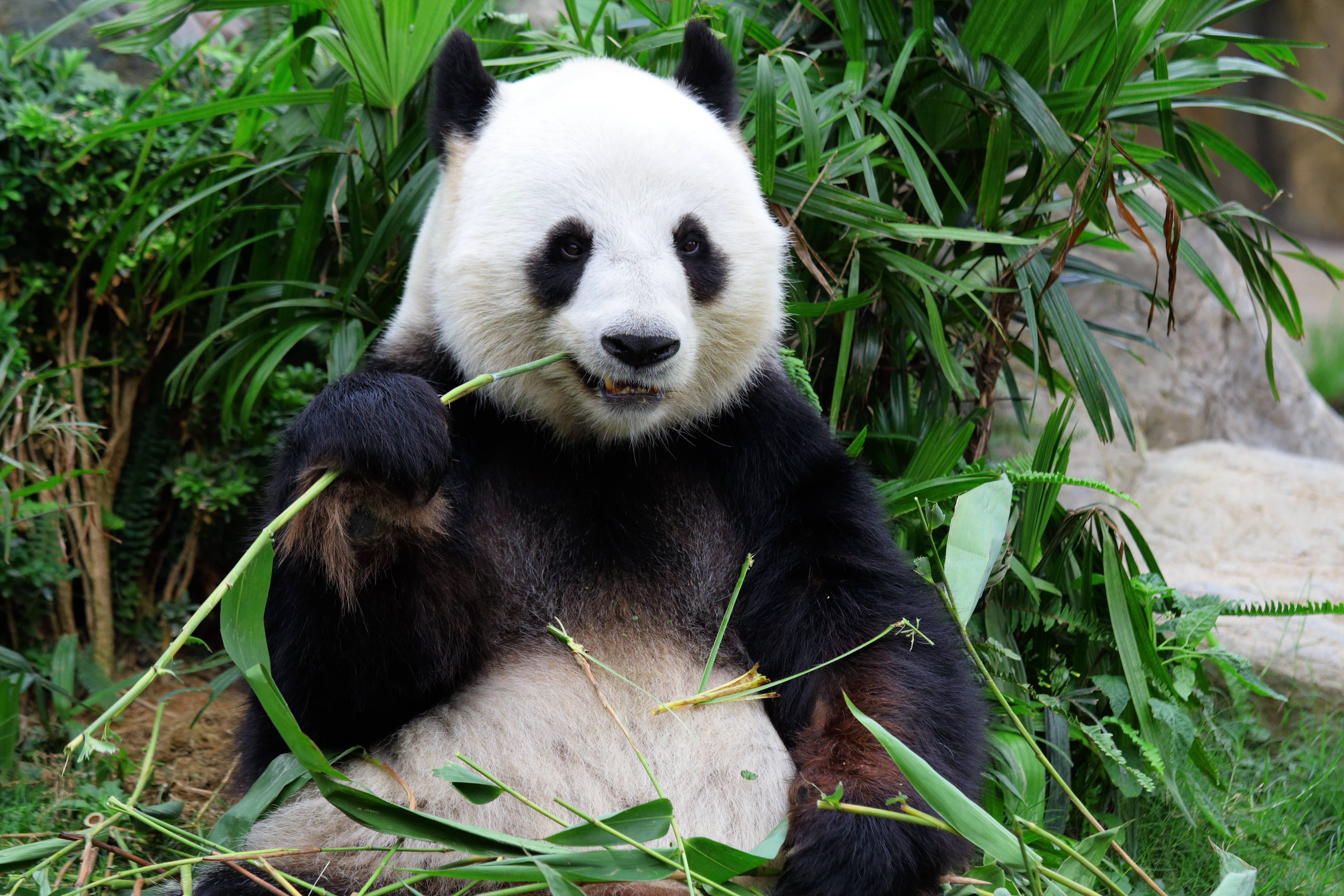 大熊猫受威胁程度"降级" 并非受保护等级下降