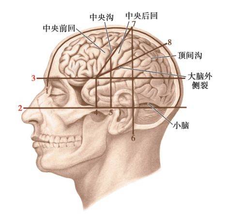 状线:自鼻根至枕外隆凸的连线②下横线:自眶下缘至外耳门上缘的连线