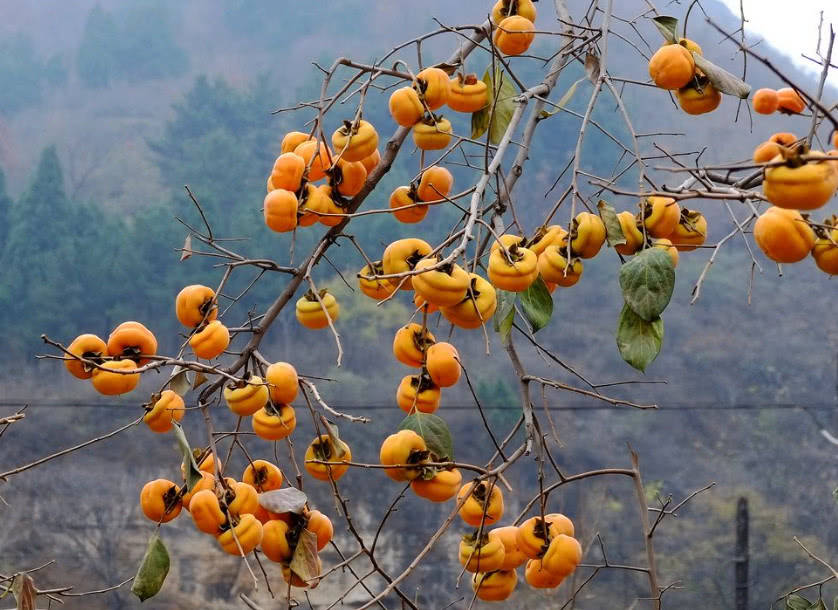 原创曾是秋天必备水果,俗称吃一个抵十付药,如今为啥却不爱种了?