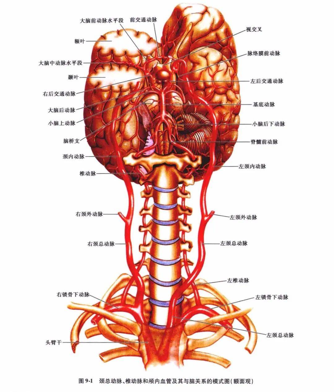 中枢神经系统疾病定位诊断图解脑血管非常详细值得收藏