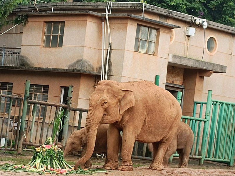 象往的生活昆明动物园开展世界大象日主题活动
