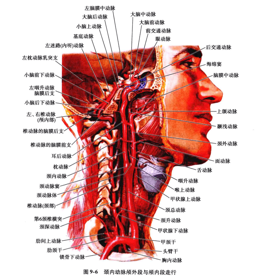 颈内动脉的走行可分为四段,即颈段,颈动脉管段,海绵窦段和床突上段(图