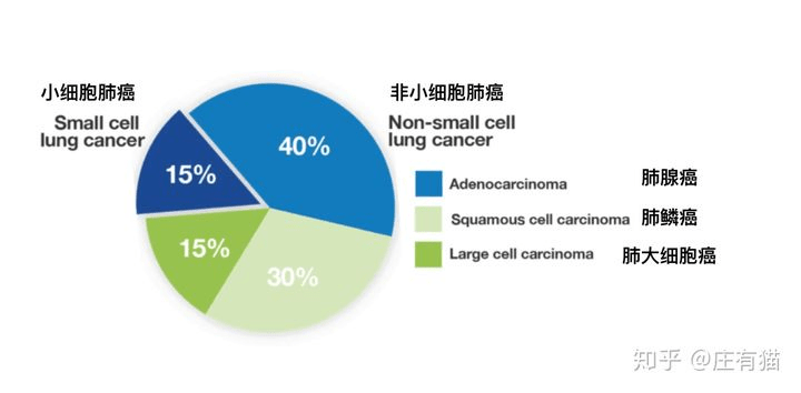 其中小细胞肺癌就属于肺癌中侵袭性最强的亚型,约占肺癌的15-20%