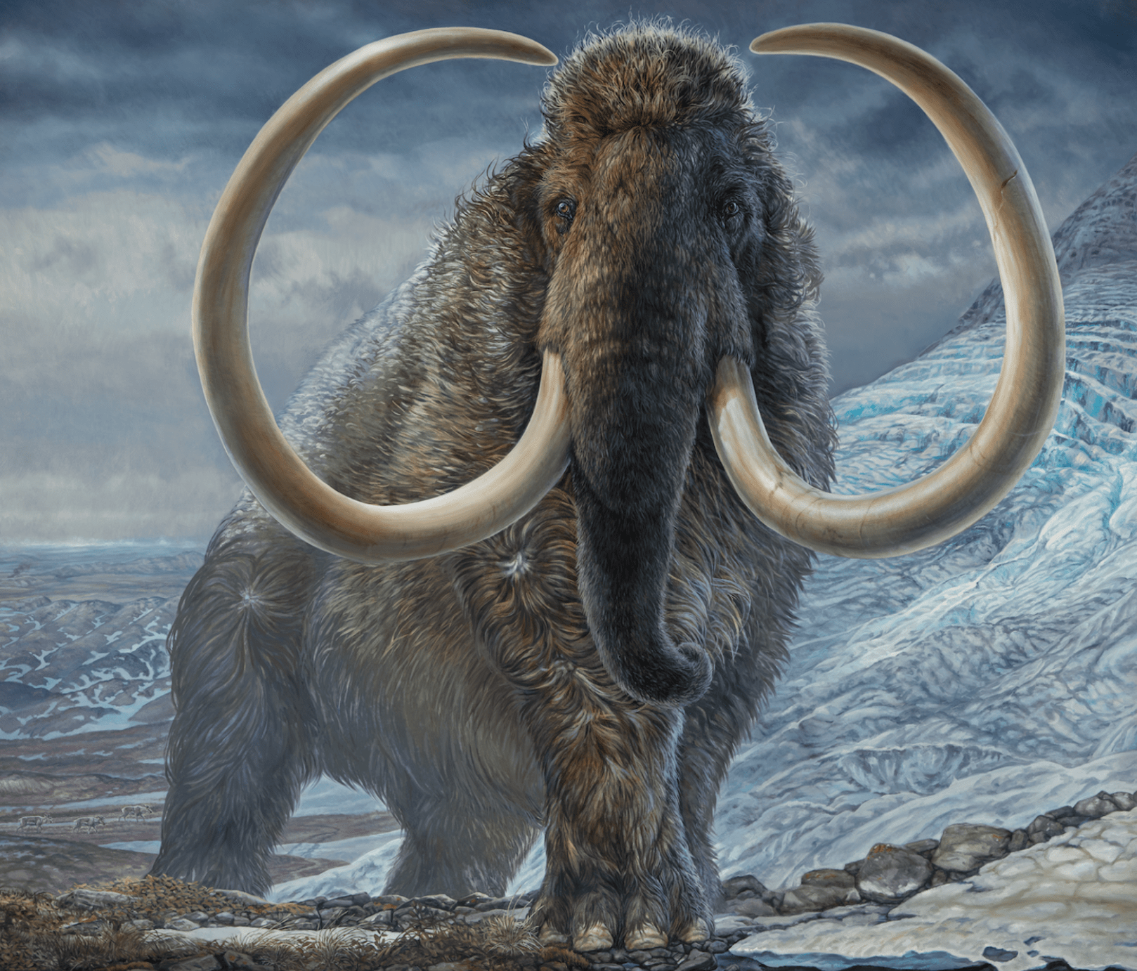 原创史无前例的研究科学家重现了一头长毛猛犸象从生到死的生活史