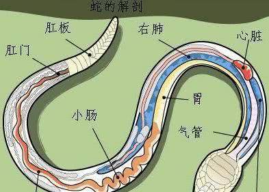 前有三米蟒蛇狂吞鸡后有重庆剧毒蛇烙铁头有灵性吗能不能打