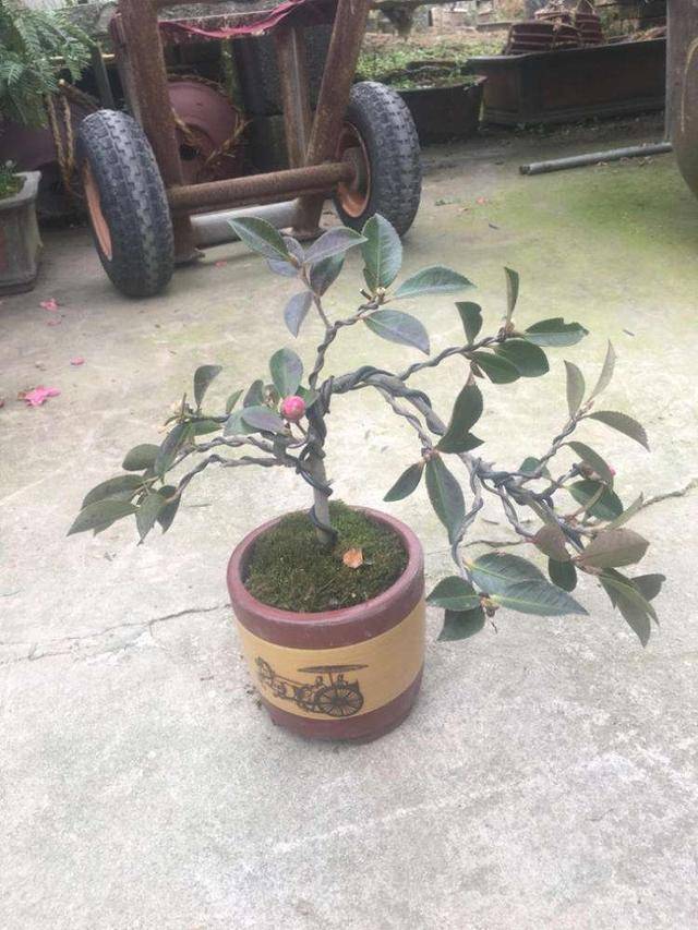原创下雨天对茶梅盆栽影响大吗?这样处理不掉花苞,越长越旺