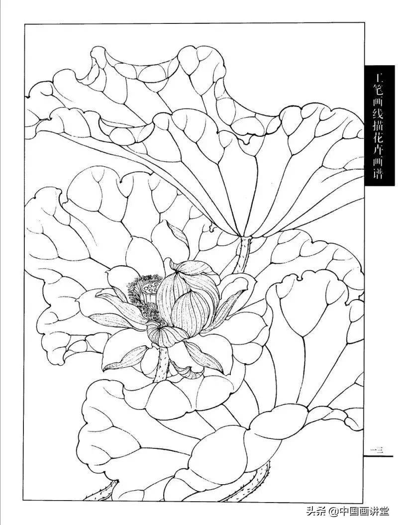 工笔画,线描荷花,各种荷花的画法