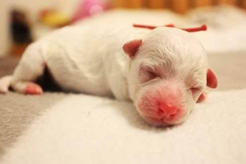 很多人都没见过刚刚出生的小奶狗,让你开开眼,可爱的小生命