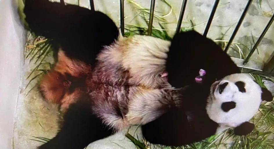 新加坡生活 | 象征两国友谊的熊猫宝宝在新加坡诞下小宝贝啦