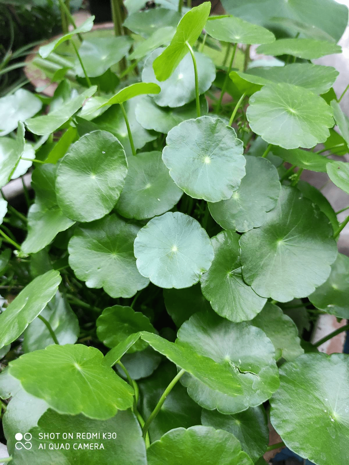 80种常见植物图解,出门识花不求人,倍儿有面子