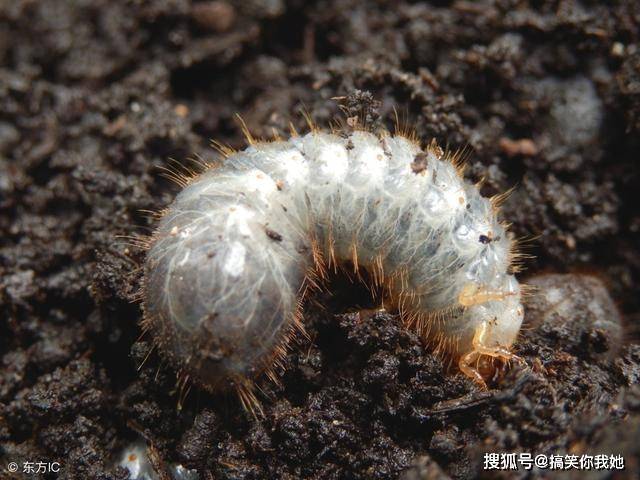 原创农村烂树里面都是这种白花花的小肉虫,竟然是可以生吃的高蛋白