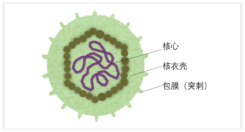 有些病毒的核衣壳外部还有一层包膜(envelope)包裹,包膜表面常存在不