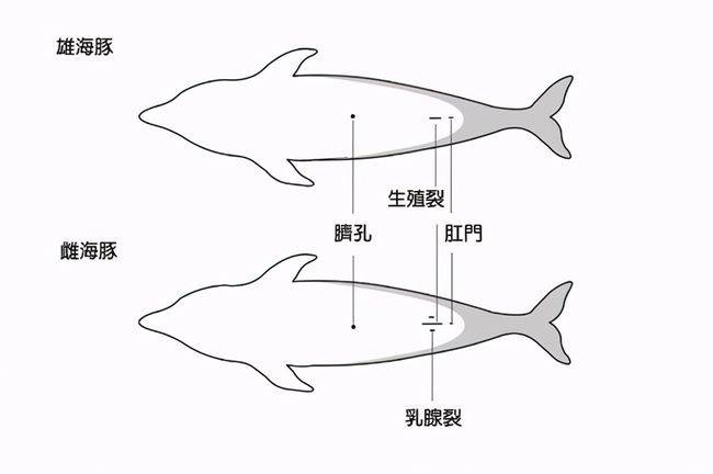 藤壶究竟有多双标鲸鱼隐私部位都被寄生却不敢在鲨鱼身上撒野