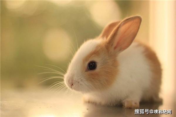 原创人类根据兔子发明了什么东西 兔子的特质应用到艺术中