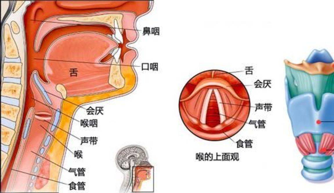 歌手张杰吃鱼鱼刺卡在食道!连夜做手术,或划伤声带影响歌唱事业