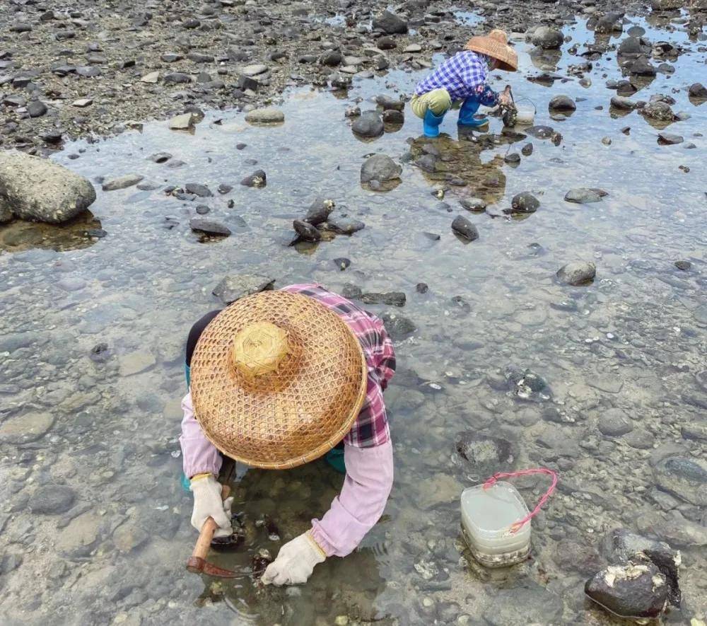 游玩到海南旅游来这些地方赶海会让你收获满满