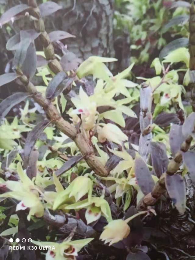 但这种金钗只生长在有苔藓的悬崖之上或者隐蔽的深山老林之中,采摘
