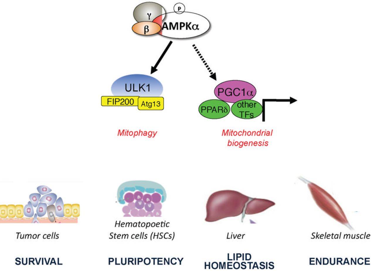 图说AMPK及其信号通路的功能 亚基