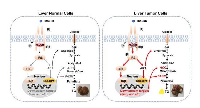 发现糖代谢重要酶调控胰岛素受体信号通路新机制