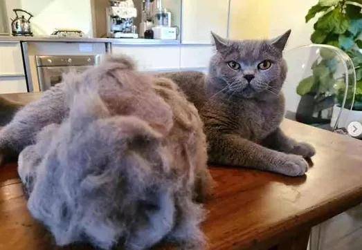 秃头猫奴一夜长出满头秀发,全网笑喷:快谢谢你家猫!