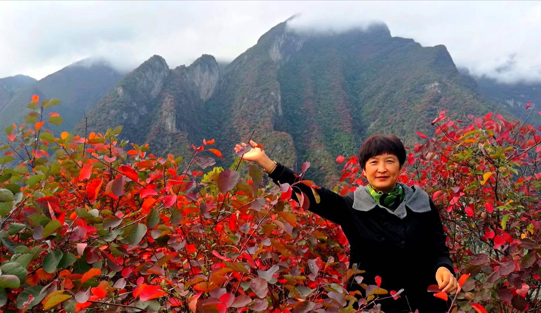 今年奉节县看红叶最佳处为三峡之巅