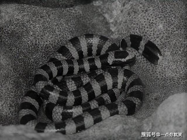 灰蓝扁尾海蛇,很多人对于生活在水里的蛇有误解,认为水蛇一般是无毒的