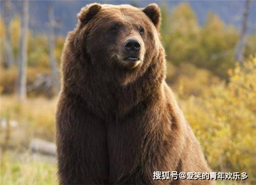 他与棕熊亲密生活13年,却神秘失踪,当地人:他在棕熊肚子里_蒂莫西
