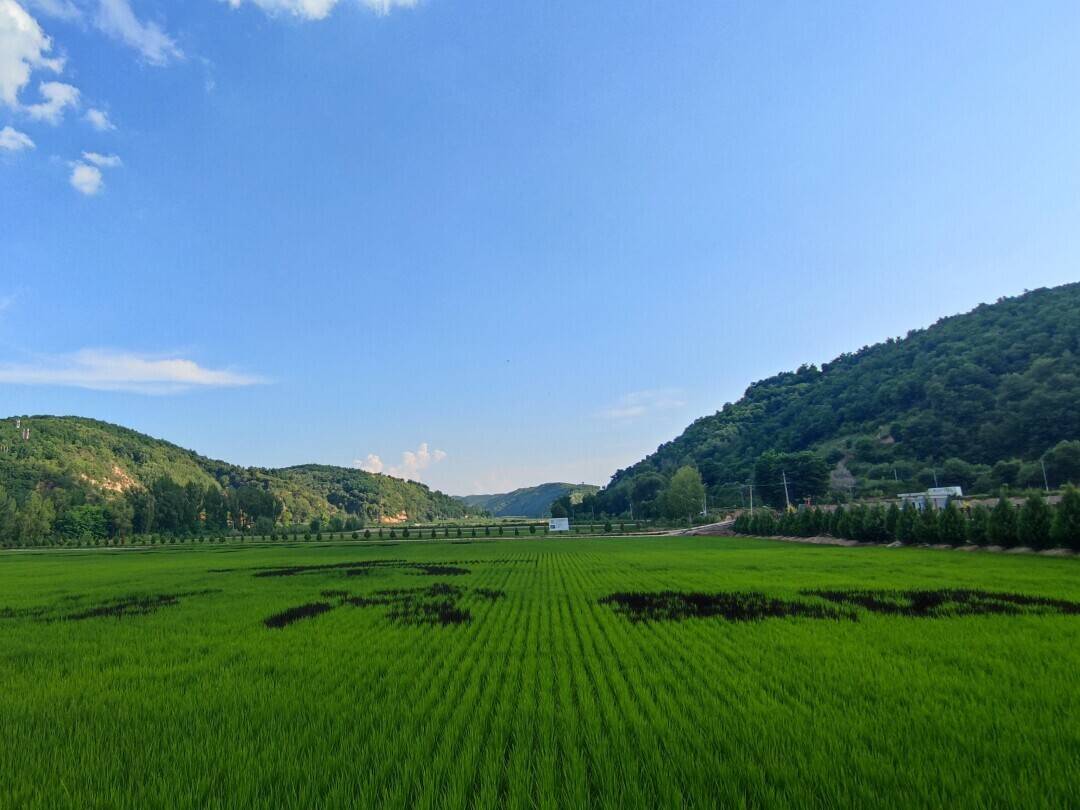 南泥湾畔千峰翠赤旗飘扬展新颜